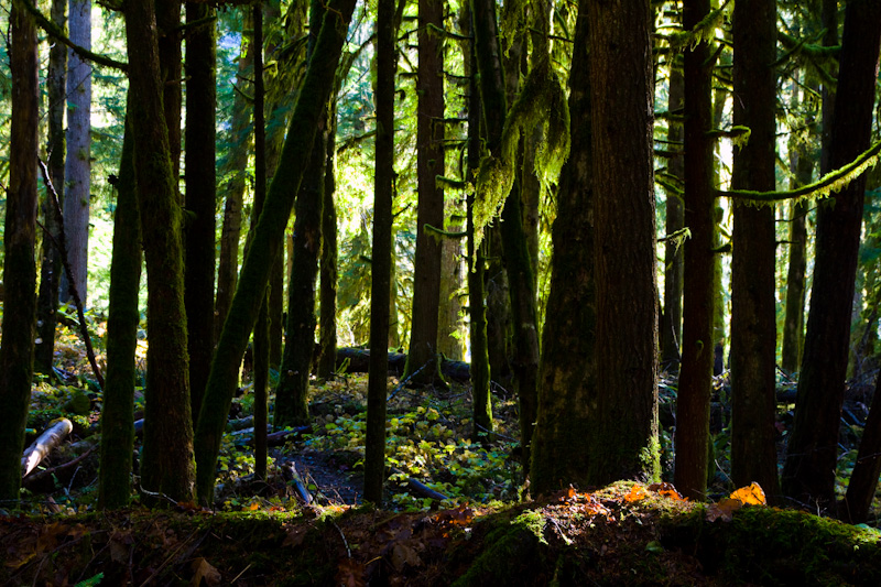 The Olympic Rain Forest